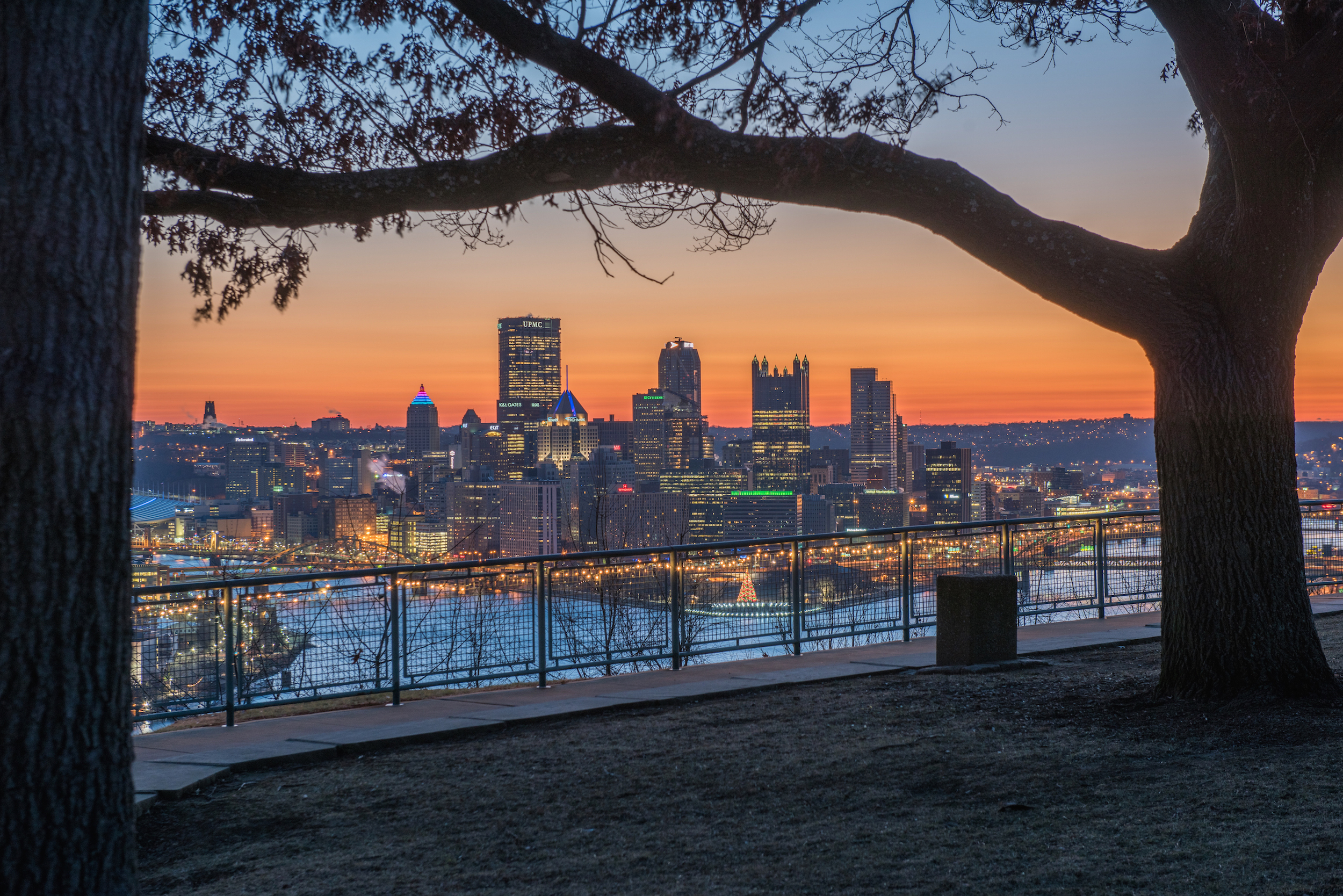 A tree at the West End Overlook offers a natural frame for our city's skyline. -- DAVE DiCELLO
